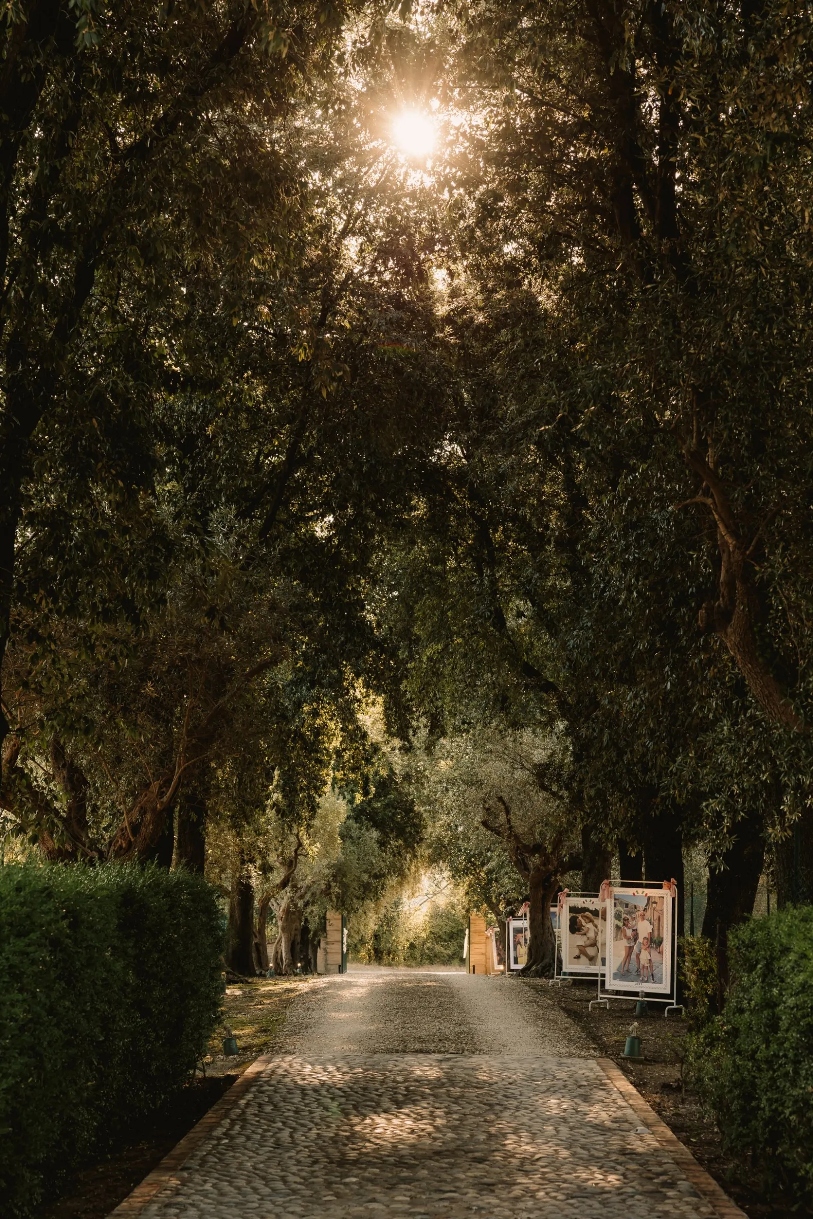 Tree-lined driveway leading up to the villa